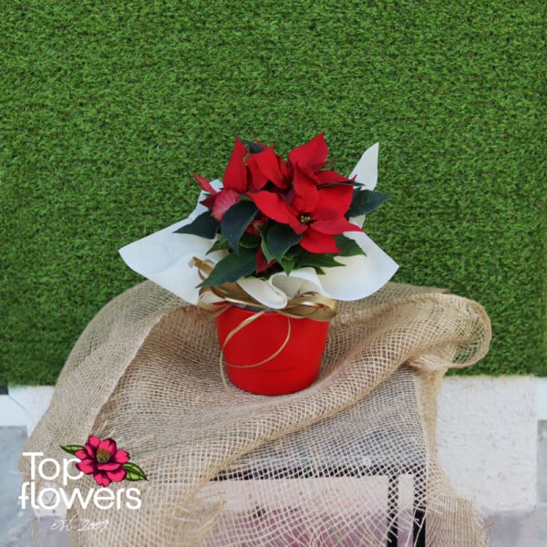 Christmas star (Poinsettia) | Red - Image 4