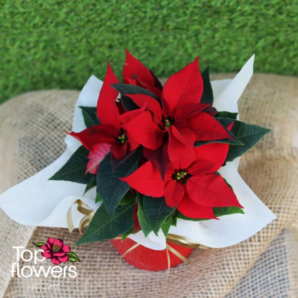 Christmas star (Poinsettia) | Red - Image 2
