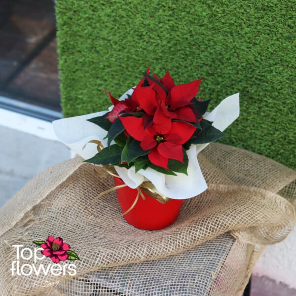 Christmas star (Poinsettia) | Red - Image 3