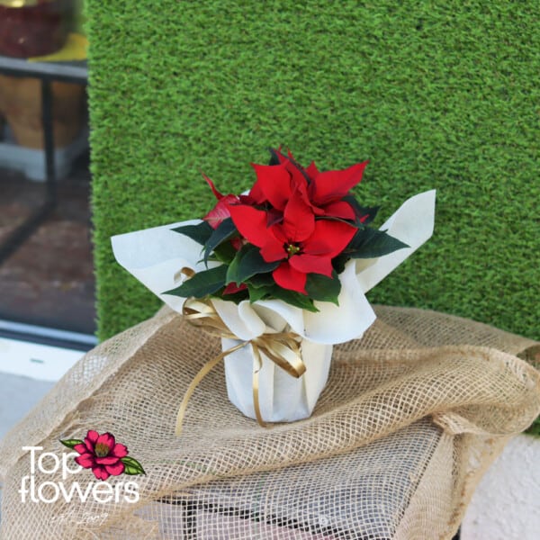 Christmas star (Poinsettia) | Red - Image 5