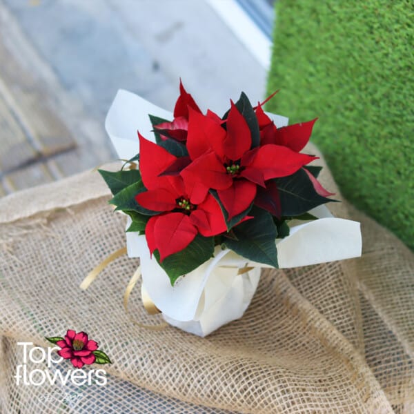 Christmas star (Poinsettia) | Red - Image 6