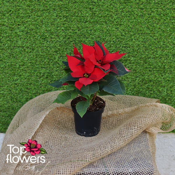 Christmas star (Poinsettia) | Red - Image 7