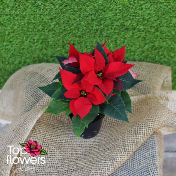 Christmas star (Poinsettia) | Red - Image 8