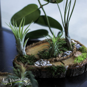 3 Tillandsia plants on a wooden slice