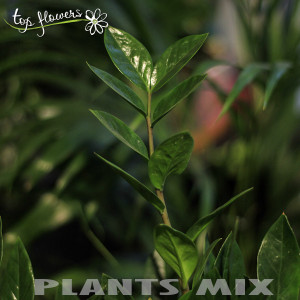 Plant MIX 11