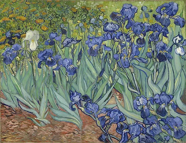 irises vincent van gogh