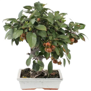 Bonsai Luxe Outdoor Mix | Delivery up to 11 days