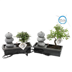 Bonsai Mixed Easy Carex Pot in Ø29cm Balance Stone | Delivery up to 11 days