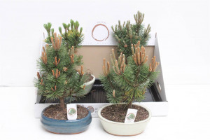 Bonsai Naaldhout Mixed | Delivery up to 11 days