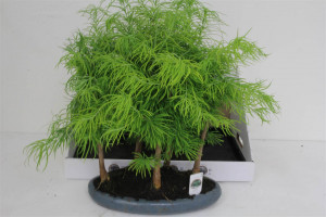 Bonsai Pseudolarix Forest Ceramic | Delivery up to 11 days
