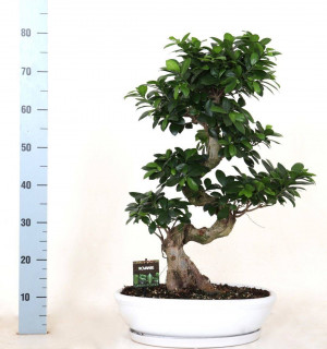 Ficus Microcarpa Ginseng Micr. S-type In Keramieke | Delivery up to 11 days