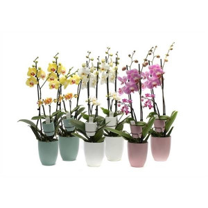 Hugo hotel Mixed Phalaenopsis Mixed 2t+ Tiny Dolls 2p | Delivery up to 11 days
