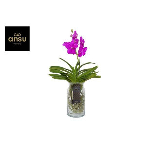 Vanda Bose Xl Pink | Delivery up to 11 days
