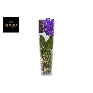 Vanda Lisanne 70 Blue | Delivery up to 11 days