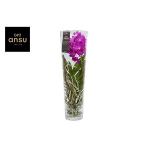 Vanda Lisanne 70 Pink | Delivery up to 11 days