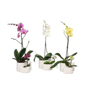 Yin ceramics Phalaenopsis Mixed 1t+ Tiny Dolls 1t | Delivery up to 11 days