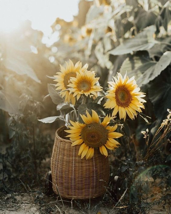 Sunflowers