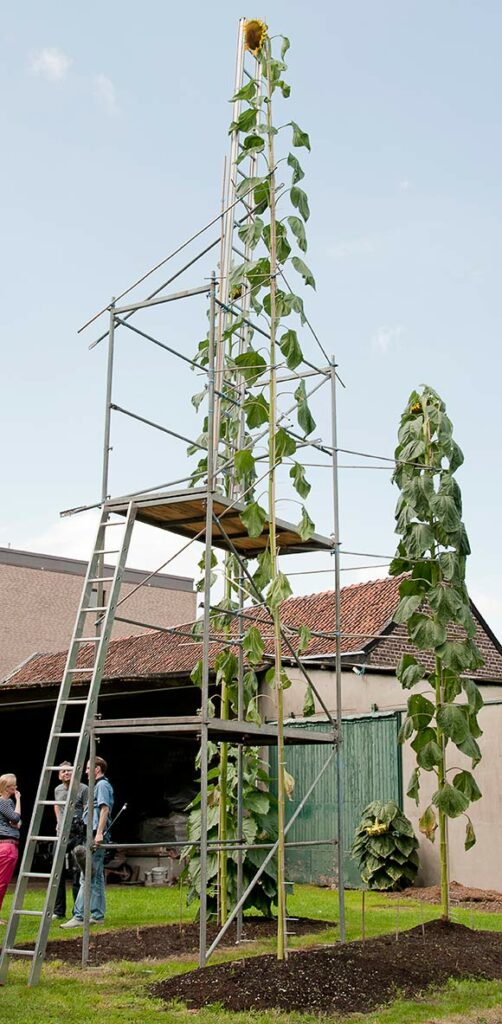 tallest sunflower guinness world records tcm25 369483