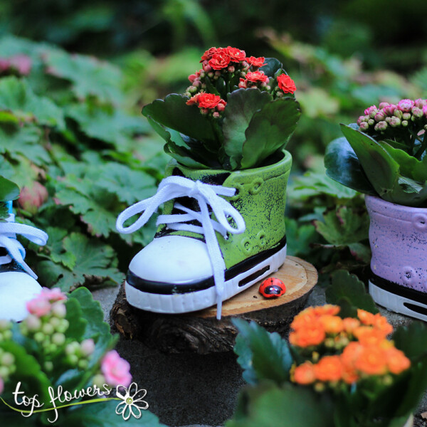 Kalanchoe sneakers