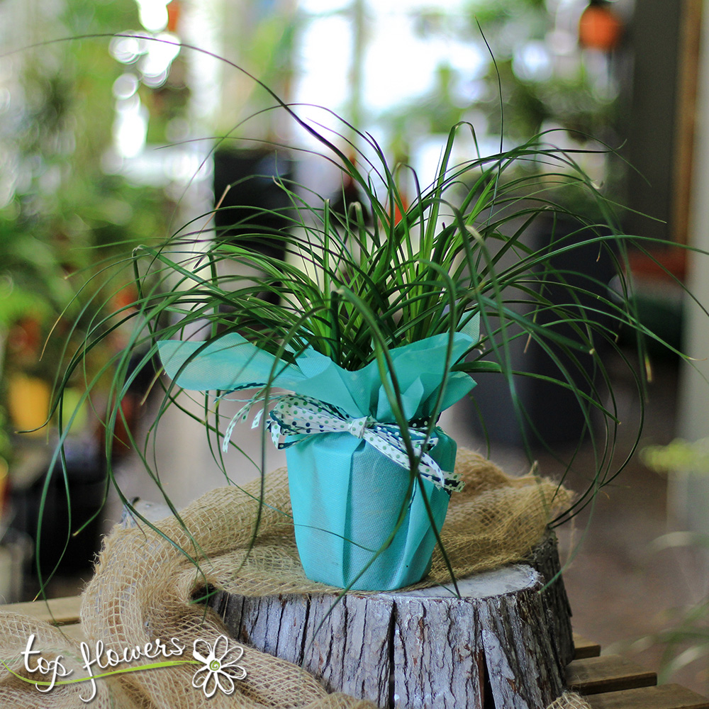 Nolina palm