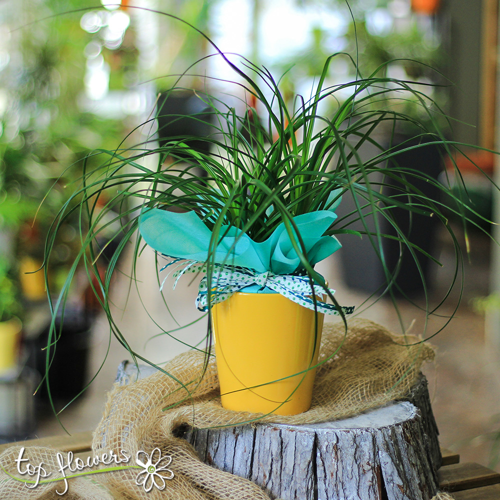 Nolina palm