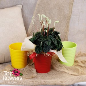 Пеперомия (Peperomia)