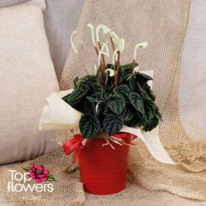 Пеперомия (Peperomia)