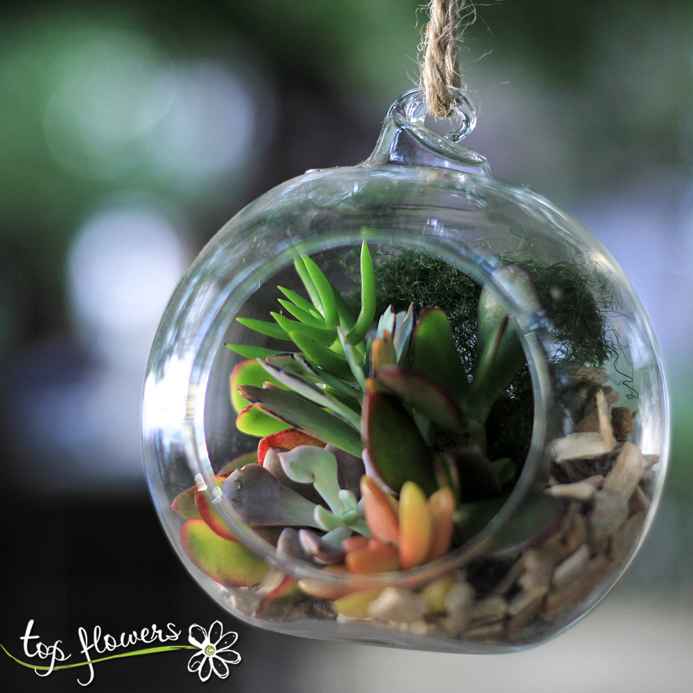 Succulents in a glass sphere