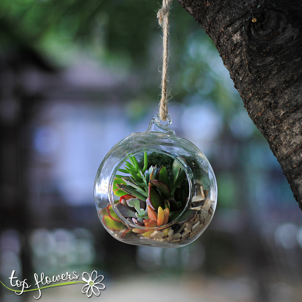 Succulents in a glass sphere