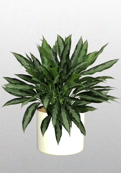 black lance aglaonema