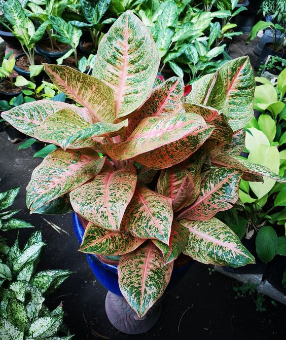 harlequin aglaonema