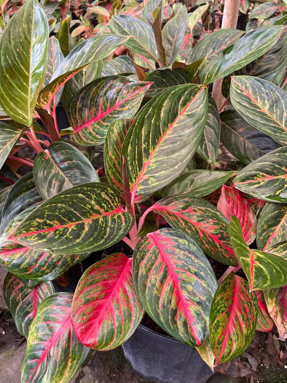 red peacock aglaonema 1