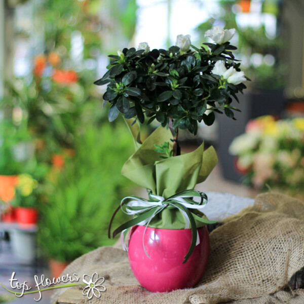 Azalea | Tree - Image 7