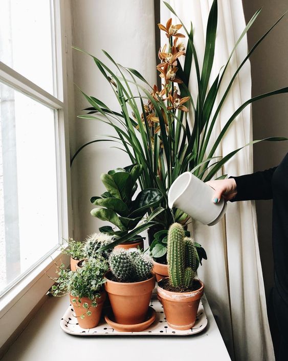 8 Easy-to-Grow Houseplants