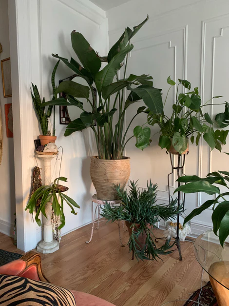 Indoor Plants. The best plants for every room in your home.