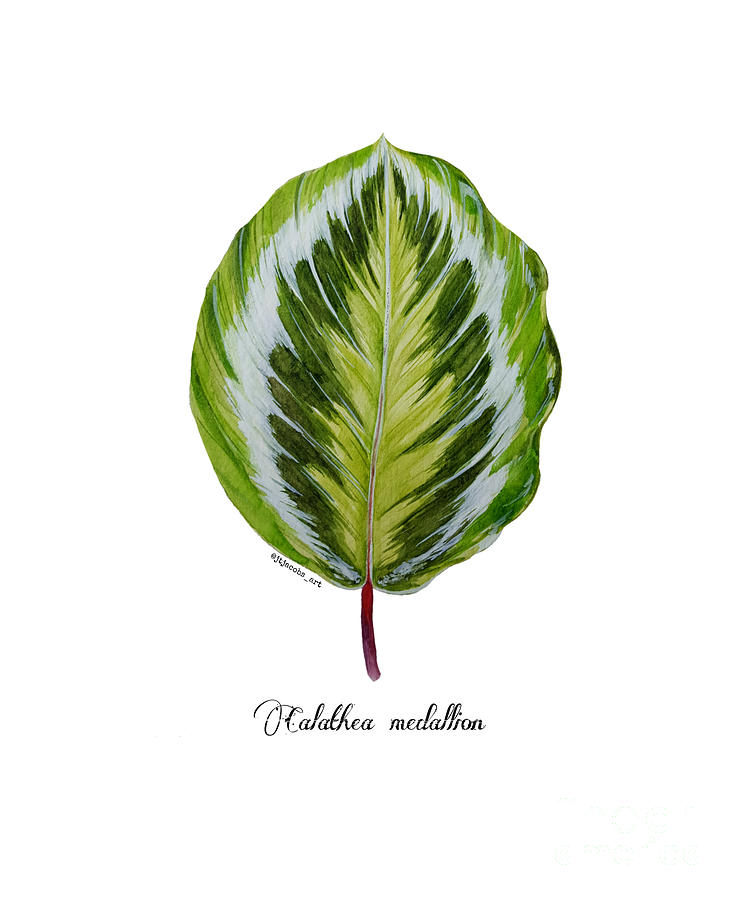 calathea medallion jessica jacobs