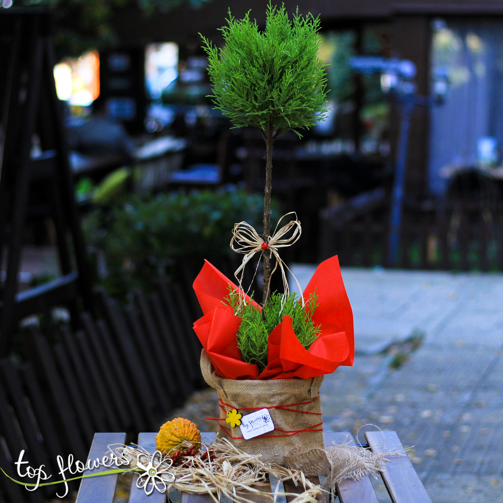 Cypress Tree