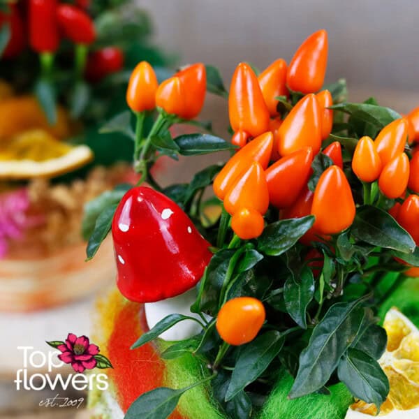 Hot peppers in paneer - Image 3