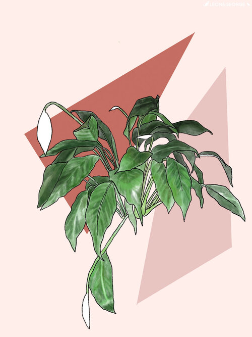 peace lily droop