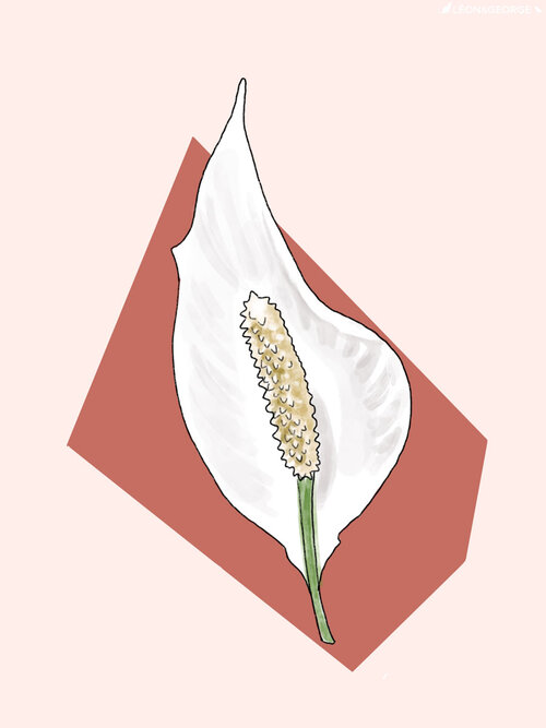 peace lily flower