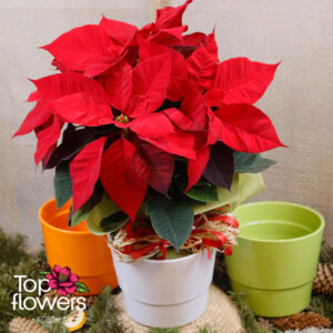 Червена Коледна звезда в бяла керамична кашпа