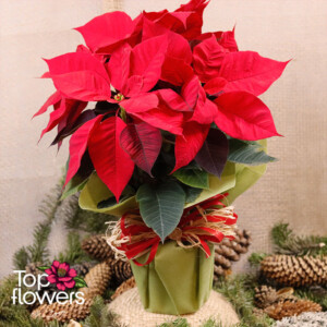 Подаръчно опакована червена Коледна звезда