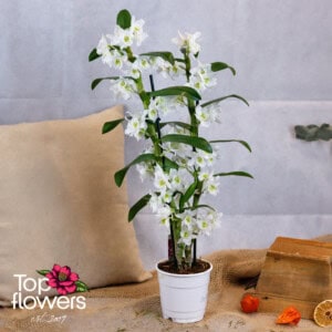 Орхидея Дендробиум (Dendrobium) | Бял