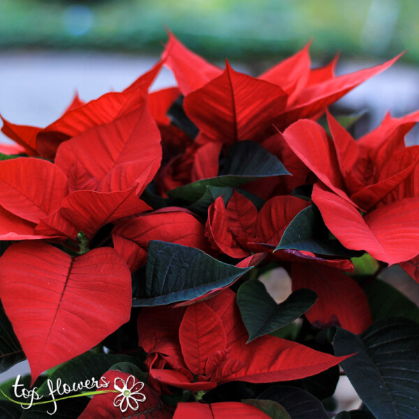 Big Poinsettia