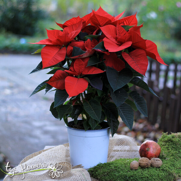 Big Poinsettia