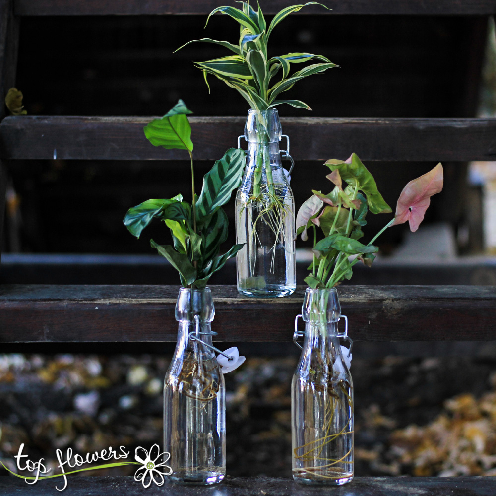 Hydroponic plants in glass bottles