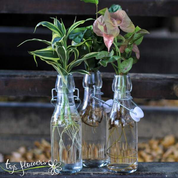 Hydroponic plants in glass bottles