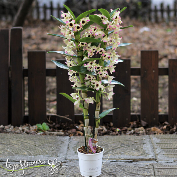 Орхидея Дендробиум | Различни цветове