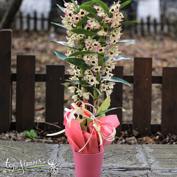 Орхидея Дендробиум | Различни цветове