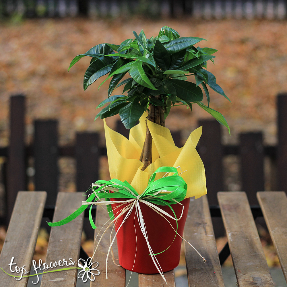 Pachira | The money tree (Pachira Aquatica)